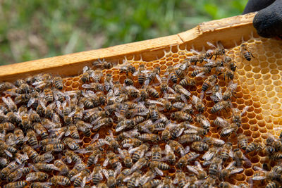 Close-up of bee on wood