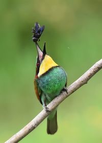 Close-up of bird perching on branch