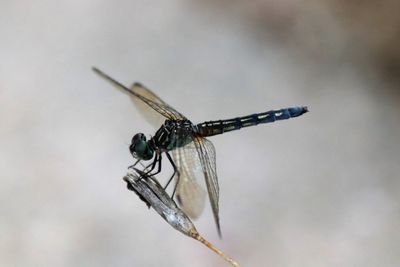 Close-up of dragonfly on twig