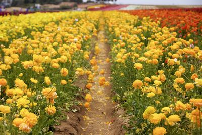 Scenic view of sunflower field