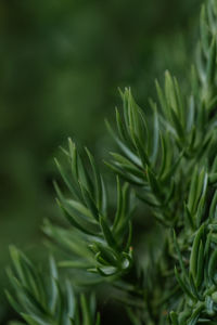 Natural green background with green juniperus formosana.
