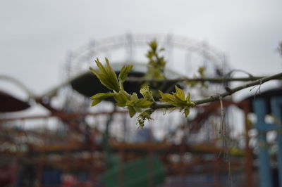 Close-up of plant against blurred background