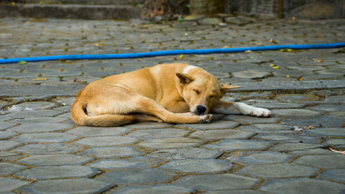 High angle view of golden retriever on footpath