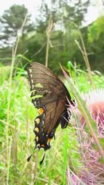 Close-up of butterfly on flower