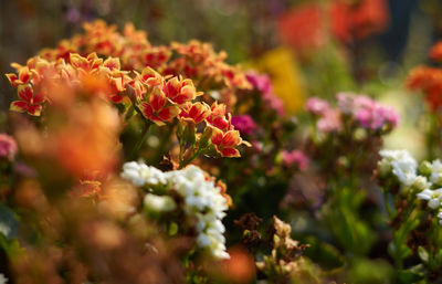 Close-up of pink flowering plants in park