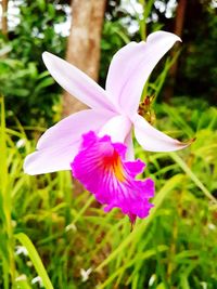 Close-up of pink flower