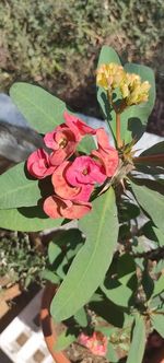 Close-up of pink rose plant