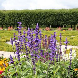 Close-up of purple flowers growing in field