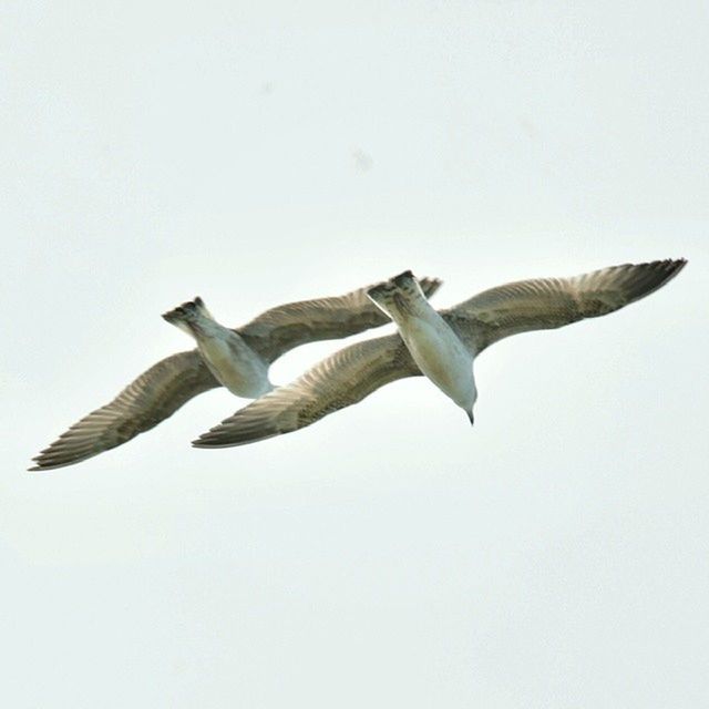 bird, spread wings, animal themes, animals in the wild, flying, wildlife, clear sky, copy space, low angle view, one animal, mid-air, seagull, white background, animal wing, full length, nature, no people, day, flight, studio shot