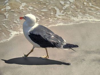 Close-up of seagull on beach