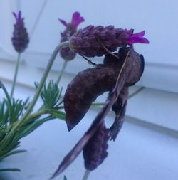 Close-up of insect on purple flower