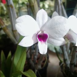 Close-up of pink flower