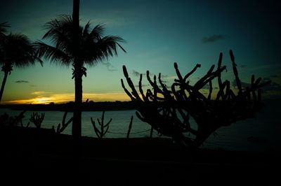 Silhouette of trees at sunset