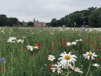 Close-up of flowering plants on field against sky