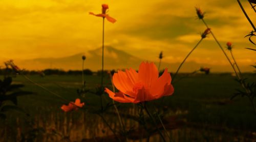 Close-up of orange flowering plants on field during sunset