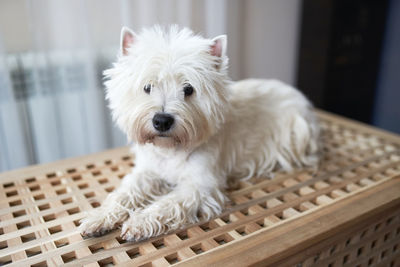 Close-up of a dog looking away