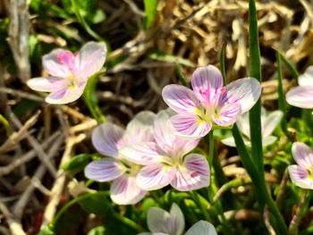 Close-up of purple flowers