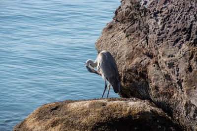 Bird perching on rock by sea