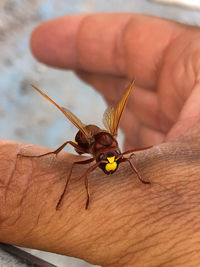 Close-up of insect