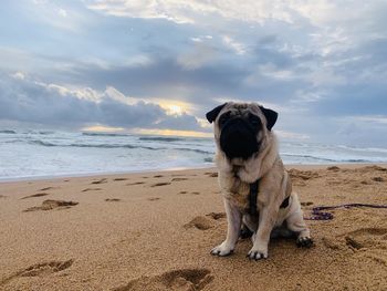 Dog standing on beach