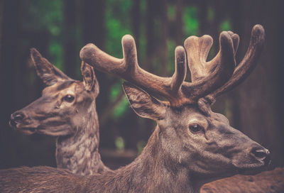 Close-up of two deer in forest
