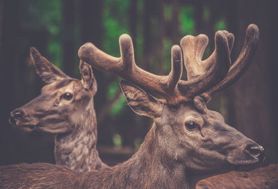 Close-up of deer