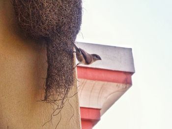 Close-up of a horse against wall