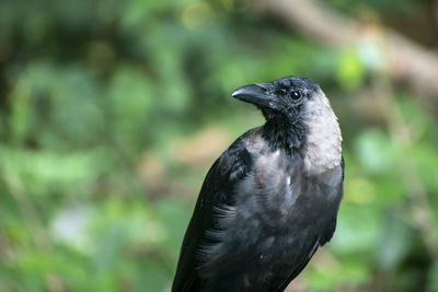 Close-up portrait of a raven bird or crow isolated on blurred background. 