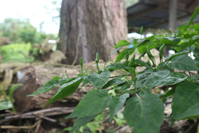 Close-up of plant growing on tree trunk