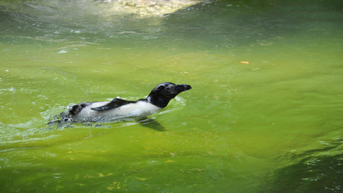 High angle view of duck swimming in lake