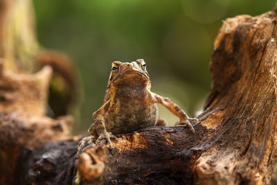 Close-up of frog on wood