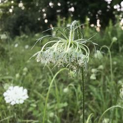 Close-up of flower against blurred background