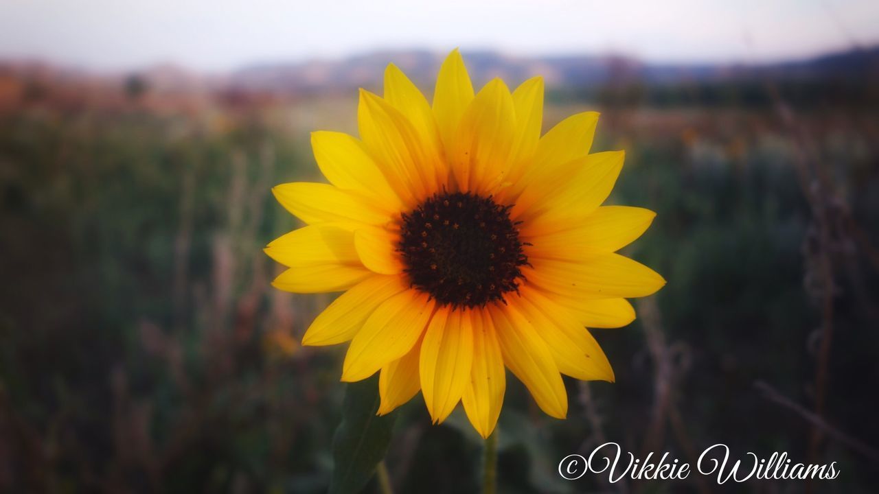 flower, yellow, petal, freshness, flower head, fragility, focus on foreground, growth, close-up, beauty in nature, blooming, nature, single flower, pollen, plant, sunflower, in bloom, field, selective focus, outdoors