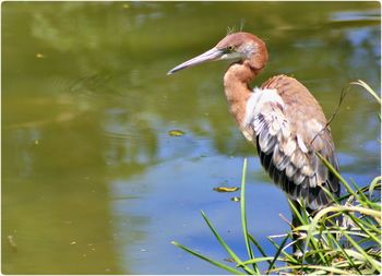 Close-up of bird in water