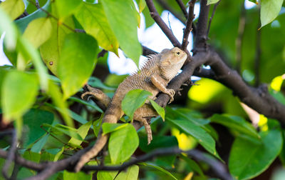 Lizard on a tree