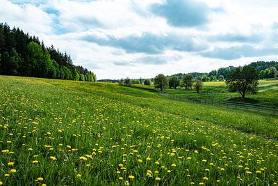 Scenic view of field against sky