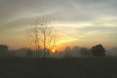 Silhouette trees on field against sky at sunset