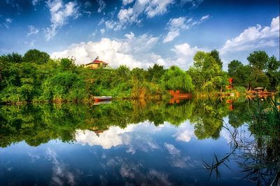 Reflection of trees in water