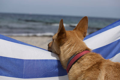 Close-up of dog by the sea