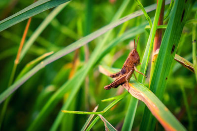 Close-up of insect on plant