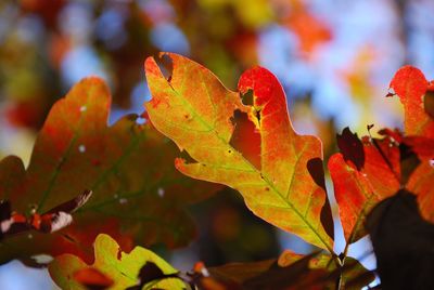 Close-up of maple leaves on tree during autumn