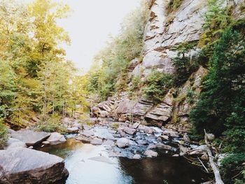 River flowing through forest