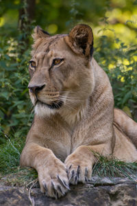 Portrait of a lioness looking away