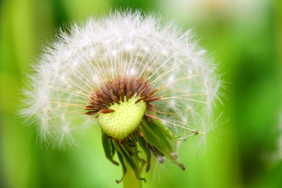 Close-up of dandelion