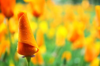 Close-up of yellow flower blooming in field