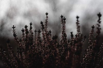 Close-up of plants against sky