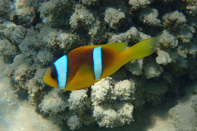 View of fish swimming in sea