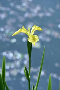 Yellow flag iris beside basingstoke canal 