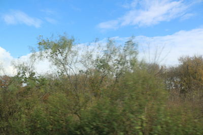 Trees growing in forest against sky