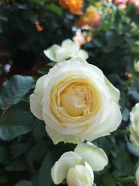 Close-up of white rose